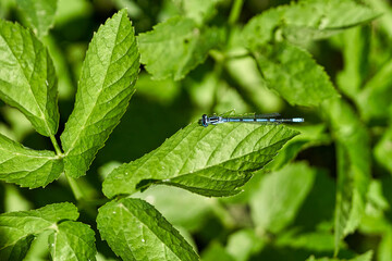 Blue dragonfly sits on green leaves on a sunny summer day