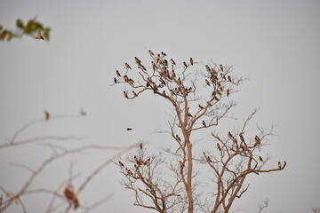 Group of birds on a dry tree