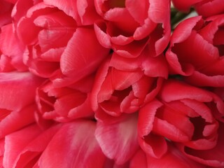 Tulips. Red flowers. Background. Flora