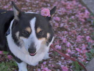 桜の絨毯の上で落ちていた花を飾られた黒コーギー