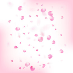 Rose Petals Flying Confetti. Falling Japanese Cherry Sakura Rose