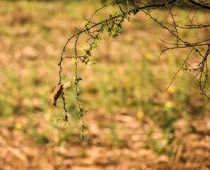 Weaver bird hanging on the plant branch