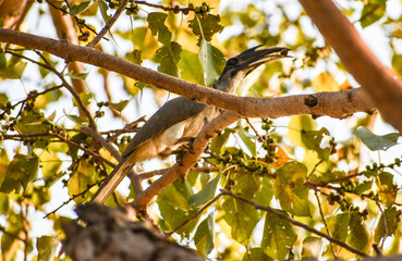The Indian grey hornbill (Ocyceros birostris) bird in the tree