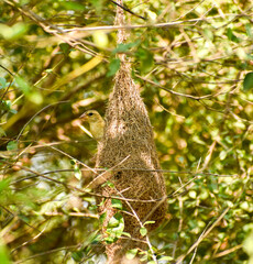 Weaver bird and hanging nest