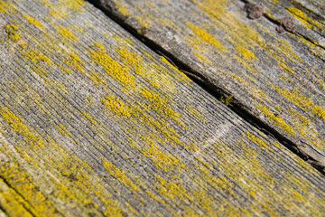 Wood texture, background with copy space. Old wooden planks overgrown with lichen