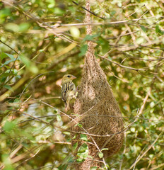 Weaver bird and hanging nest