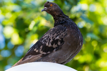 Close up of a pigeon