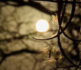 Beautiful view of sun  and dandelion seed on a tree