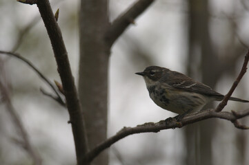 Yellow-Rumped (Myrtle) Warbler on a branch