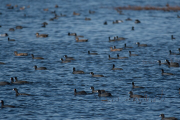 American Coots across the water in a refuge