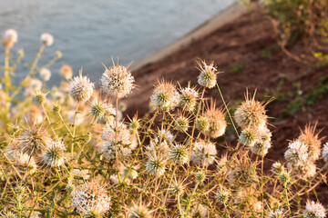 Spiny Globe Thistle (Echinops Spinosissimus)