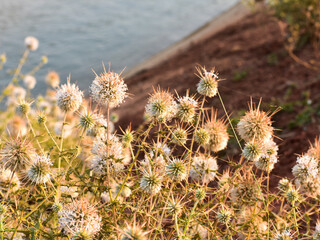 Spiny Globe Thistle (Echinops Spinosissimus)