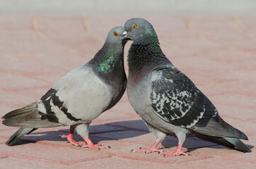 Two pigeons on the street