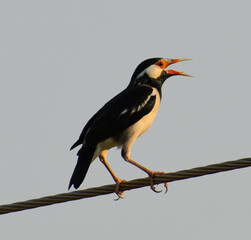 Obraz premium Asian Pied Starlings or Pied Myna