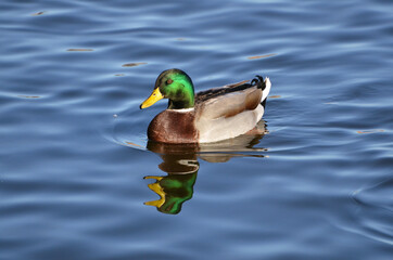 Duck on the water