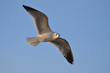 Seagull in flight