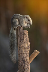 Closeup portrait of variable squirrel -Callosciurus finlaysonii, on a tree branch in Thailand park