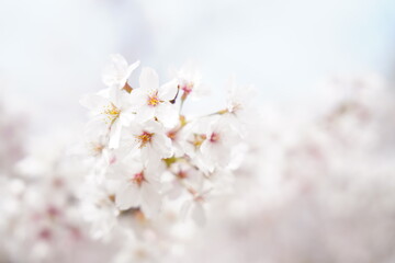 さくら　桜花爛漫