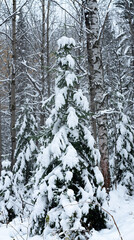 Tall slender spruce under the snow in a birch forest.