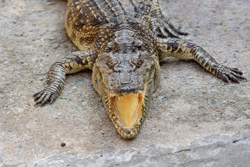Close-up shot of crocodile lies with open mouth