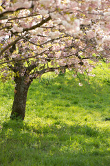 Naklejka premium Eine Hochformataufnahme eines schönen in rosa und weiß blühenden Baumes auf einem Feld im Frühling
