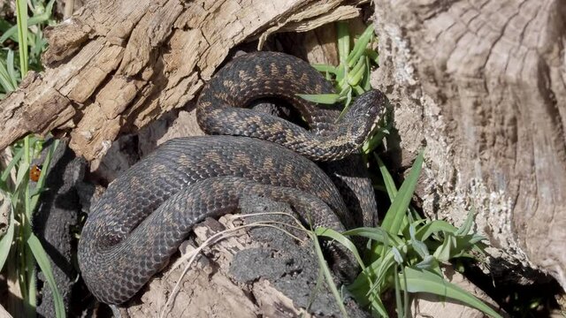 Adder Snake. Coiled up on Log.