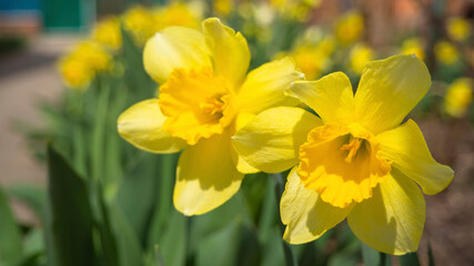 Naklejka na ściany i meble Bright yellow daffodil (narcissus)