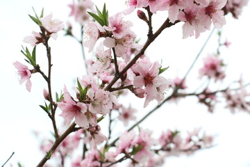 Fototapeta na wymiar pink cherry blossom in Olympic Park