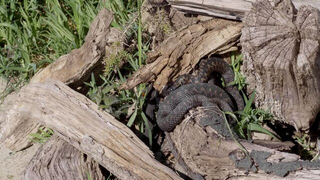 Adder Snake. Coiled up on Log.
