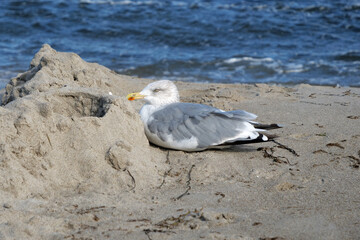 European Herring Seagull sitting on the beach and sheltering behind a little sandheap against the strong wind
