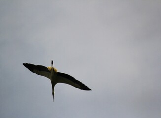Aves