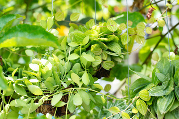 Fototapeta na wymiar Green Hanging Plants in nature.