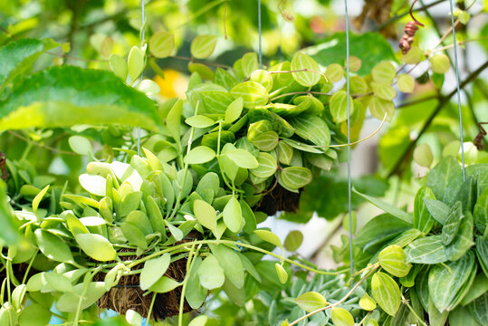 Green Hanging Plants In Nature.