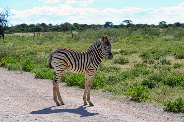 Fototapeta na wymiar Zebra in Etosha National Park in Namibia close to Namutoni Gate