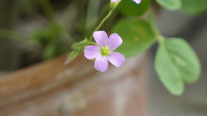 pink magnolia flower