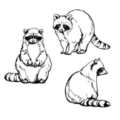 Raccoons, black and white drawing. Vector set of raccoons isolated on a white background. © Vasili