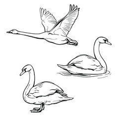 Swans, black and white drawing. Vector illustration isolated on a white background.