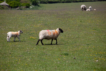 Fototapeta premium sheep and lambs