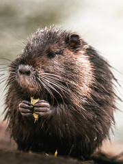 Wild, brown/black nutria baby in the forest by a lake, eating some greenery. 