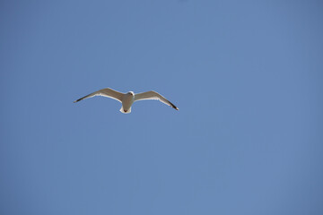 seagull in flight