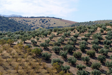 View of hilly landscape with a field of olive trees next other fruit trees, each in rows, separated diagonally, in Spain