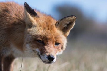 Naklejka na ściany i meble A close up of a beautiful red fox, photographed in the dunes of the Netherlands.