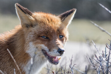 Obraz premium A close up of a beautiful red fox, photographed in the dunes of the Netherlands.