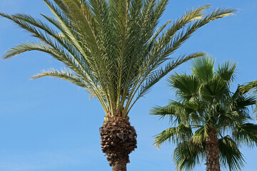 Close-up of the crowns of two palm trees in front of a cloudless clear blue sky background