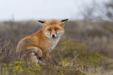 Red fox is relaxing in the dunes, photographed in the Netherlands.