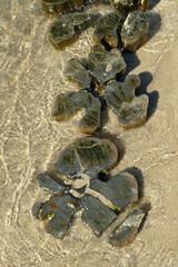 Close-up of clear water covering the top of three wooden timber piles which are dig in the sand of the beach
