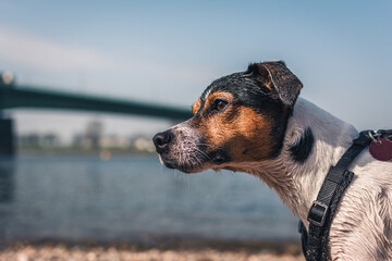 Jack Russell Terrier Dog Pin Profile on River Beach