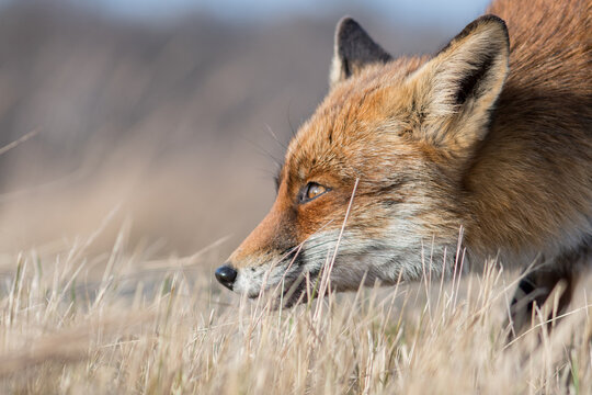 A close up of a beautiful red fox, photographed in the dunes of the Netherlands.
