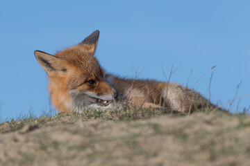 Red fox is relaxing in the dunes, photographed in the Netherlands.