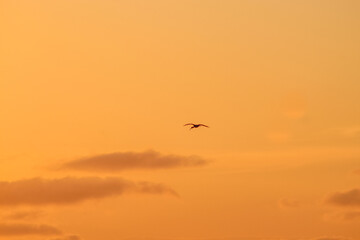 Bird flying in the sunset sky